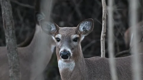 White-tailed Deer Facing Camera Видео 266584650