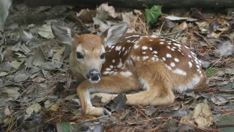 White-tailed Deer Fawn Stock Footage 11125870
