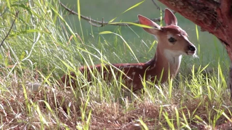 White-Tailed Deer Fawn Hiding Behind Tree in Tall Grass with Dreamy Stock Footage 339687341