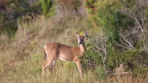 A White-tailed Deer feeding at Assateague Island National Seashore, Maryland Stock Footage 346329080