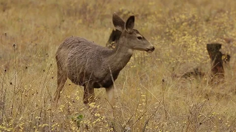 White-tailed deer feeding in high grass Stock Footage 72190891