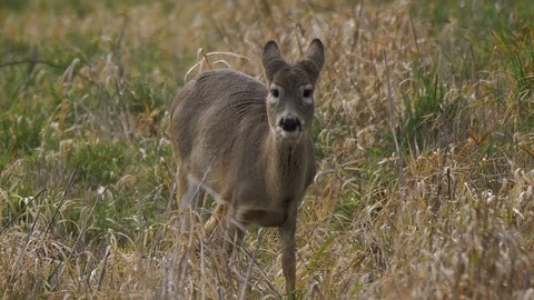 White Tailed Deer feeding in open grassland habitat and looking up. Slow Motion Stock-Footage 102459958
