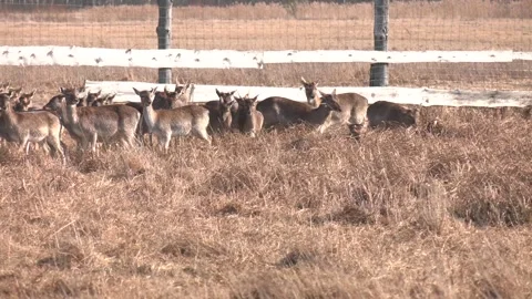 White-tailed deer in the field in fall Video stock 309168779