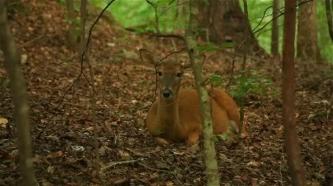 White-tailed Deer Stock Footage 40953834