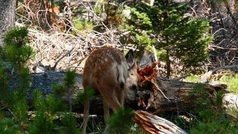White Tailed Deer Stock Footage 93519280