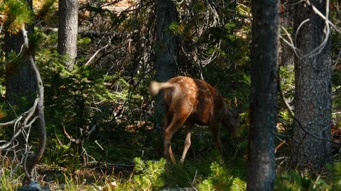 White Tailed Deer Stock Footage 93519349