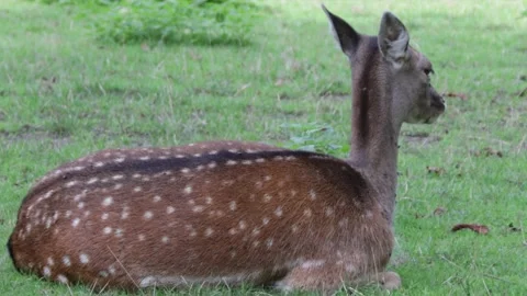 White-Tailed Deer Stock Footage 141285206
