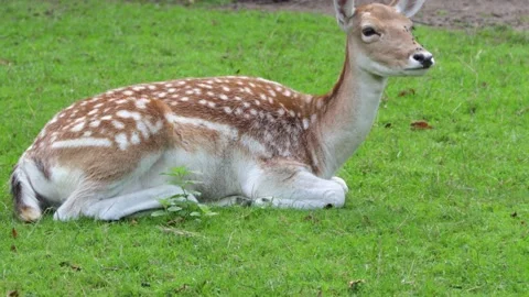 White-Tailed Deer Stock Footage 141285214