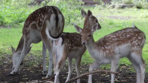 White-Tailed Deer Stock Footage 141285223