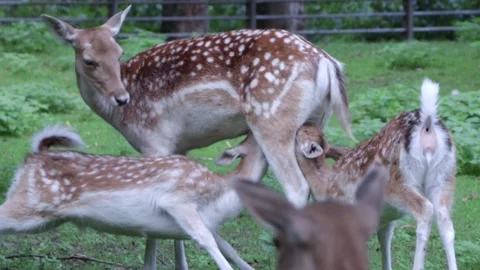 White-Tailed Deer Stock Footage 141285232