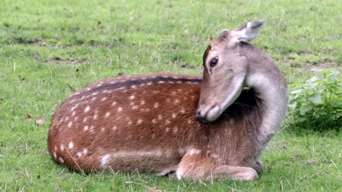 White-Tailed Deer Stock Footage 141285238