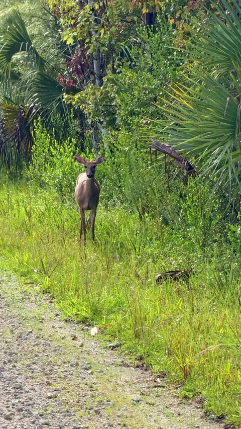 WHITE-TAILED DEER Stock Footage 280801521