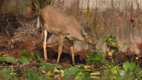 White tailed deer foraging among wetland vegetation in Okefenokee Swamp Stock Footage 343746543