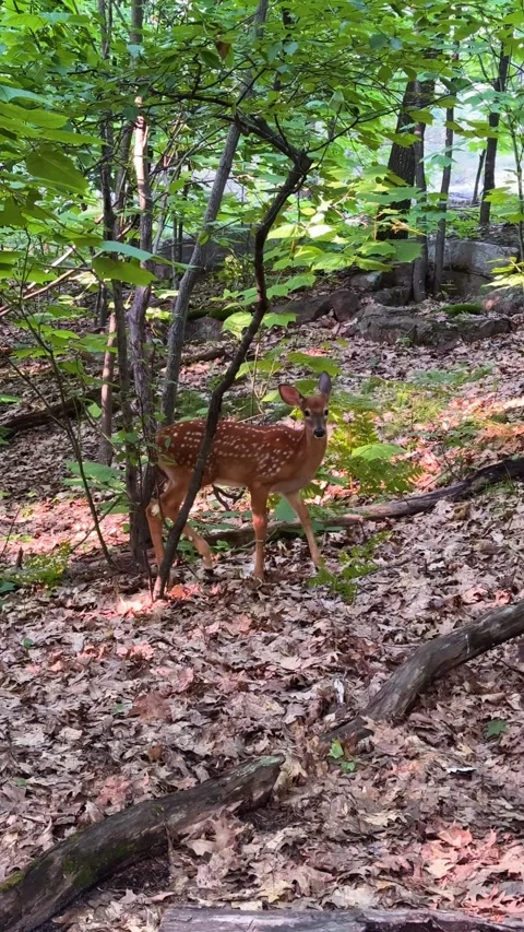 White-tailed deer in the forest Video stock 336141480