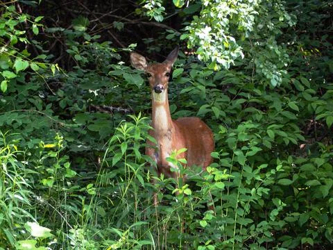 White-tailed Deer in a forest Stock Photos