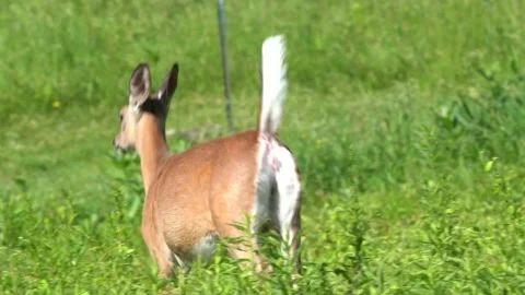 White-tailed Deer Gazing in Meadow Stock Footage 336224471