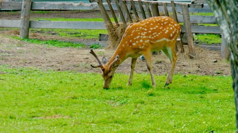 White tailed deer graze in a meadow. wild nature Video stock 64877825