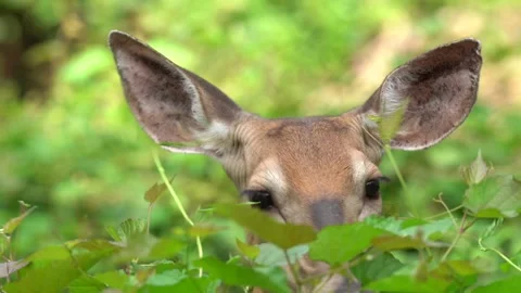 White-tailed Deer Grazing Stock Footage 281906786