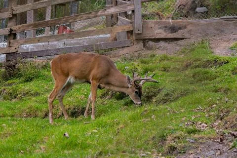 White-tailed deer grazing inside a fenced mountain wildlife enclosure Stock Photos