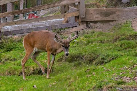 White-tailed deer grazing inside a fenced mountain wildlife enclosure Foto stock