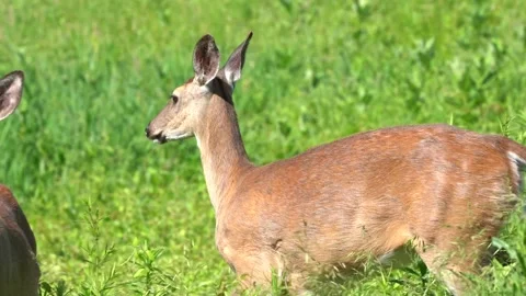 White-tailed Deer Grazing in Meadow Stock Footage 336225072