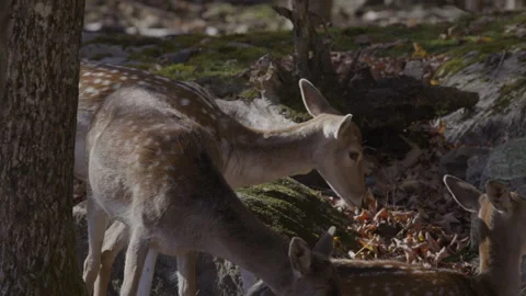White tailed deer group close Stock Footage 293634820