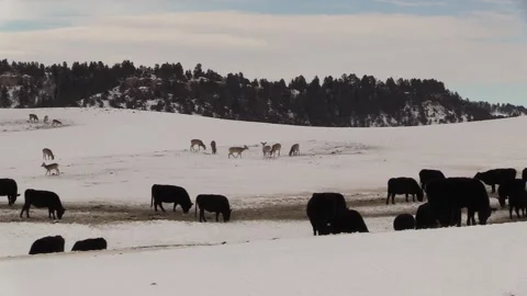 White-tailed Deer Herd Foraging in Winter Snow on Ranch or Rangeland with Cattle Stock Footage 132613149