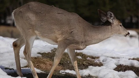 White tailed deer licking its lips Stock Footage 75248835