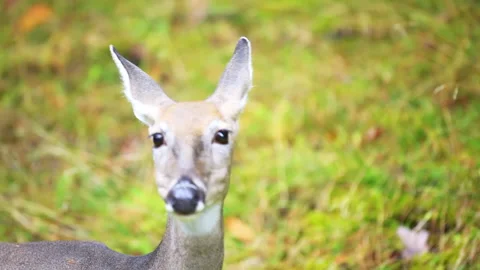 White-tailed deer looking at camera in West Virginia closeup Stock Footage 160209023