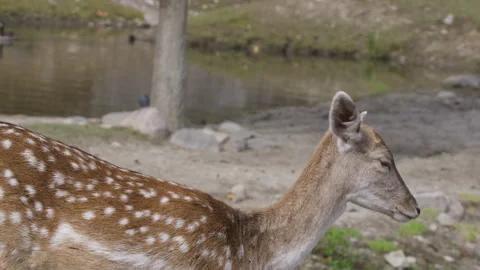 White tailed deer looking at the camera Stock Footage 293635055