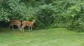 White-tailed Deer (Odocoileus virginianus) Feeding 1 HD Footage