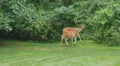 White-tailed Deer (Odocoileus virginianus) Feeding 2 HD Footage