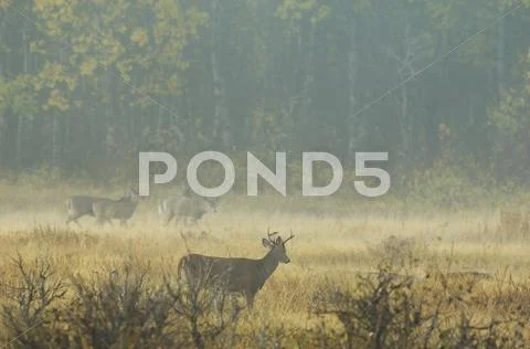 White-tailed Deer (Odocoileus virginianus) Adults in mist. As the weather cools Stock Photos
