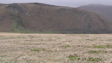 White-tailed Deer Pair Walking Moving Across Paramo Steppe in South America Vídeo Stock 132140389