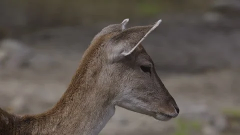 White tailed deer pan along body close up Stock Footage 293635339