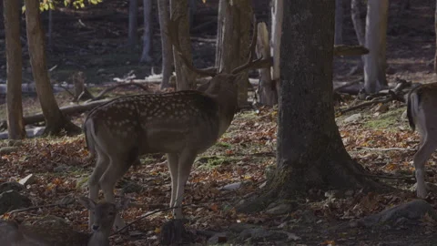 White tailed deer pan from buck to doe Stock Footage 293635501