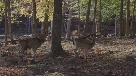 White tailed deer pan down from leaves Stock Footage 293635379