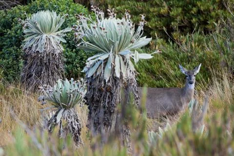 White-tailed deer Paramo de Oceta Espeletia Frailejones Mongui B Stock Photos