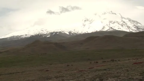 White-tailed Deer in Paramo Grassland in Andes Mountains South America Vídeo Stock 132096414