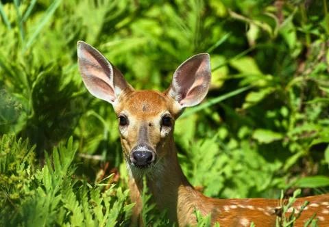 White tailed deer Stock Photos