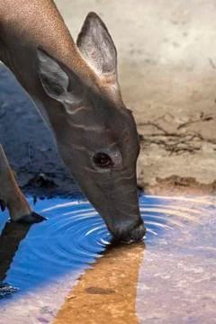 White tailed deer Foto stock