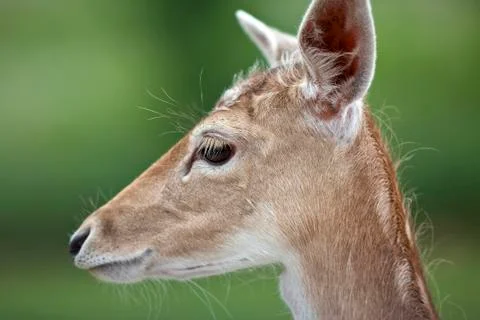 White tailed deer Foto stock