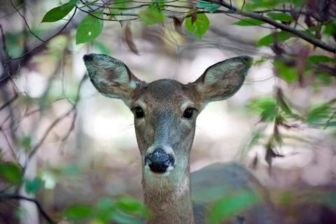 White tailed deer Foto stock