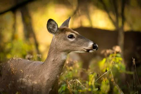 White tailed deer Stock Photos