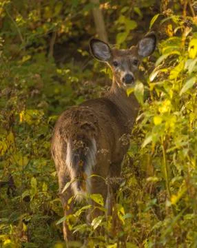 White tailed deer Stock Photos