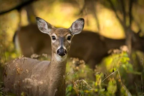 White tailed deer Stock Photos