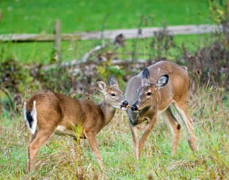 White tailed deer Stock Photos