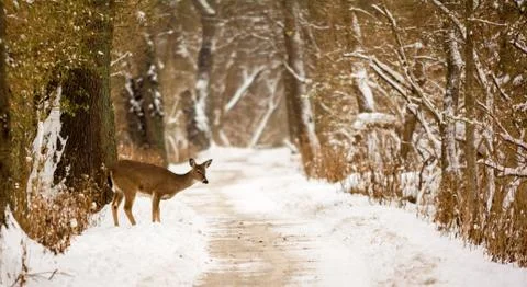 White tailed deer Stock Photos