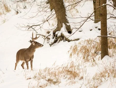 White tailed deer Stock Photos