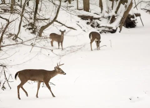 White tailed deer Stock Photos